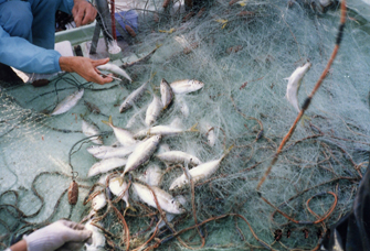 満足のいく釣果