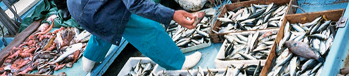 大漁の新鮮な魚