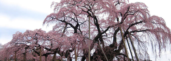 三春の瀧桜