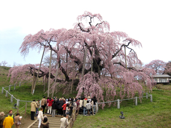三春の瀧桜にて