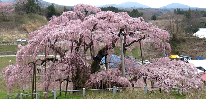 三春の瀧桜